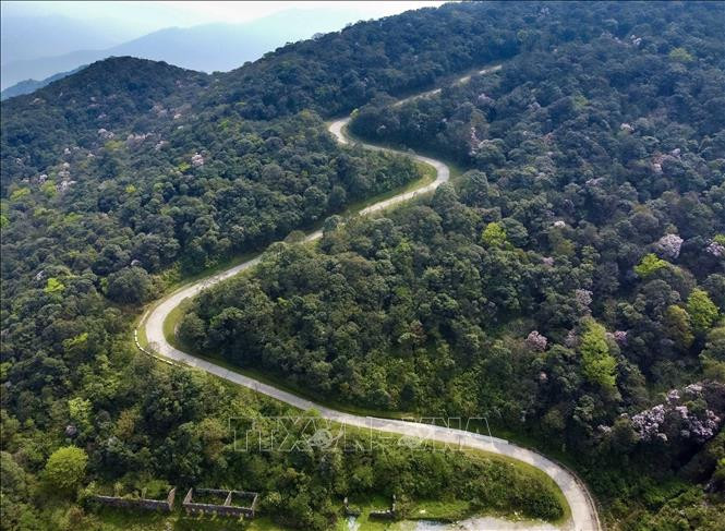 Những cây đỗ quyên nở hoa trắng hồng lấp ló dưới thảm thực vật xanh ngát ở trên đỉnh Phia Oắc. Những cây đỗ quyên nở hoa trắng hồng lấp ló dưới thảm thực vật xanh ngát ở trên đỉnh Phia Oắc.