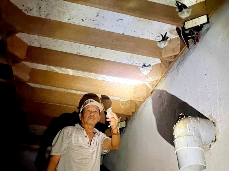 Ông Nguyễn Xuân Có thu hoạch yến tổ.