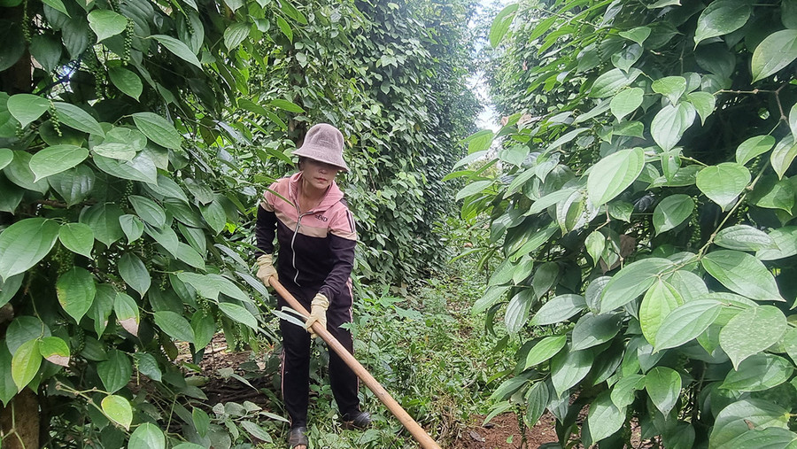 Chị Nguyễn Thị Dung đang chăm sóc vườn hồ tiêu trồng xen cà phê của gia đình. Ảnh: Hà Phương Chị Nguyễn Thị Dung đang chăm sóc vườn hồ tiêu trồng xen cà phê của gia đình. Ảnh: Hà Phương