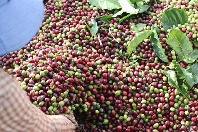 Hiện cà phê nhân có giá trên dưới 70 triệu đồng/tấn, việc cơ sở thu mua tuyên bố phá sản càng khiến người nông dân lo lắng. Ảnh: Xuân Lâm Hiện cà phê nhân có giá trên dưới 70 triệu đồng/tấn, việc cơ sở thu mua tuyên bố phá sản càng khiến người nông dân lo lắng. Ảnh: Xuân Lâm