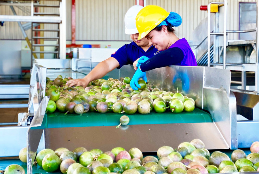 Phân loại chanh dây tại nhà máy chế biến chanh dây Quicornac-DN 100% vốn nước ngoài tại Khu Công nghiệp Trà Đa (TP. Pleiku). Ảnh: Hà Duy