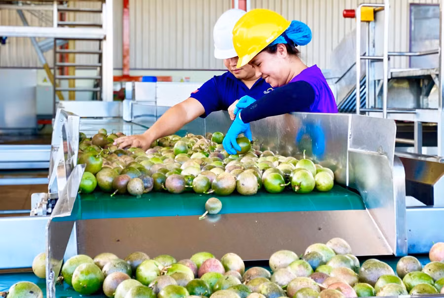 Phân loại chanh dây tại nhà máy chế biến chanh dây Quicornac-DN 100% vốn nước ngoài tại Khu Công nghiệp Trà Đa (TP. Pleiku). Ảnh: Hà Duy