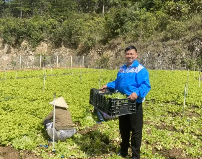 Lưu Lập Đức thu hoạch rau tại vườn liên kết với nông dân. Ảnh: AN NA