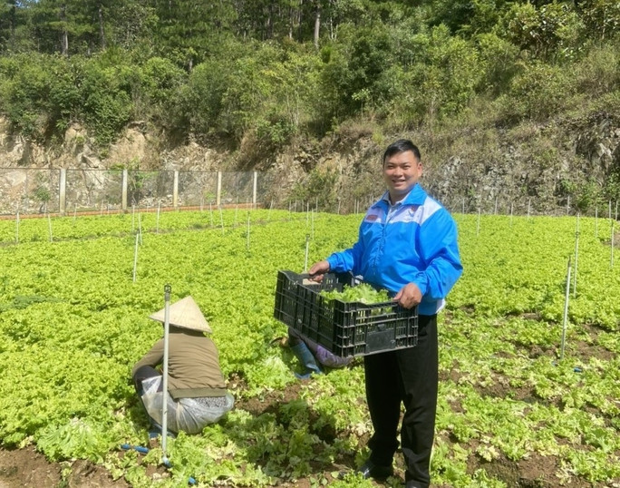 Lưu Lập Đức thu hoạch rau tại vườn liên kết với nông dân. Ảnh: AN NA
