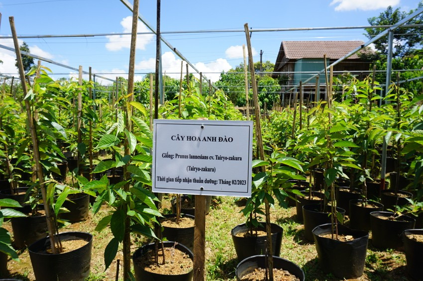 Vườn ươm hoa đào Nhật ở Vĩnh Sơn. Ảnh: THU DỊU