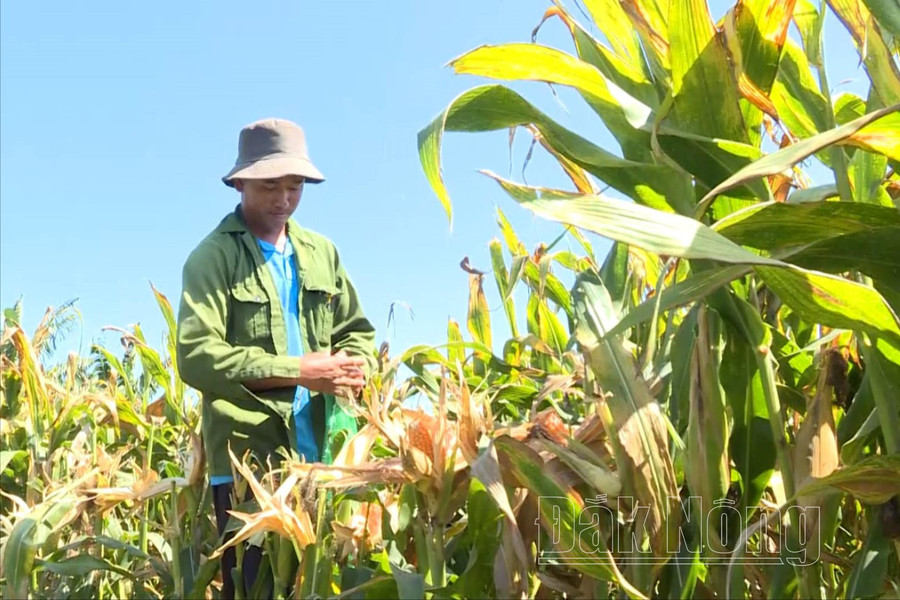 Người dân Krông Nô sản xuất bắp trên đất lúa để giảm thiểu rủi ro thiếu nước mùa khô hạn. Người dân Krông Nô sản xuất bắp trên đất lúa để giảm thiểu rủi ro thiếu nước mùa khô hạn.