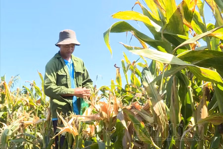 Người dân Krông Nô sản xuất bắp trên đất lúa để giảm thiểu rủi ro thiếu nước mùa khô hạn.