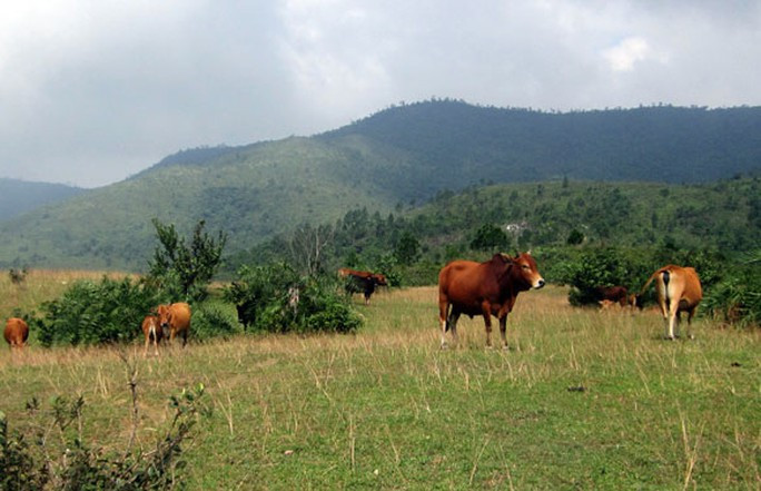 Trâu, bò của người dân “gửi” lên rừng quanh năm trên dãy Hoành Sơn
