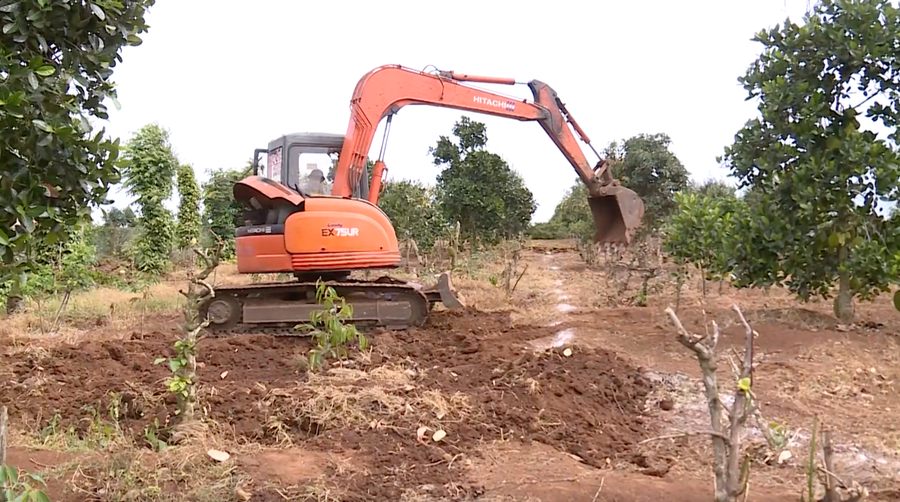 Người dân đốn hạ cà phê, trồng sầu riêng. Ảnh: Bảo Trung Người dân đốn hạ cà phê, trồng sầu riêng. Ảnh: Bảo Trung