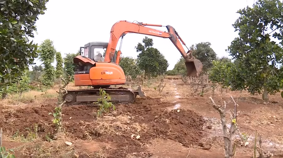 Người dân đốn hạ cà phê, trồng sầu riêng. Ảnh: Bảo Trung