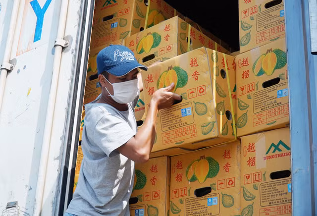 Cần chú trọng chất lượng sầu riêng xuất khẩu sang thị trường Trung Quốc. Ảnh:Quang Thuần