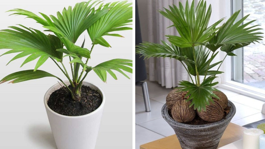 Trồng cây gần vị trí cửa sổ, cửa ra vào không chỉ tránh được các loại côn trùng gây hại. Đồ hoạ: Tuyết Lan