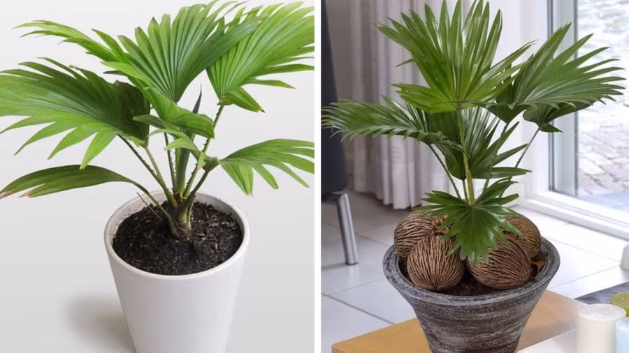 Trồng cây gần vị trí cửa sổ, cửa ra vào không chỉ tránh được các loại côn trùng gây hại. Đồ hoạ: Tuyết Lan