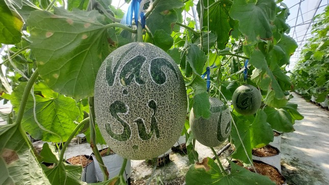 Dưa khắc chữ phục vụ nhu cầu chưng Tết. Dưa khắc chữ phục vụ nhu cầu chưng Tết.