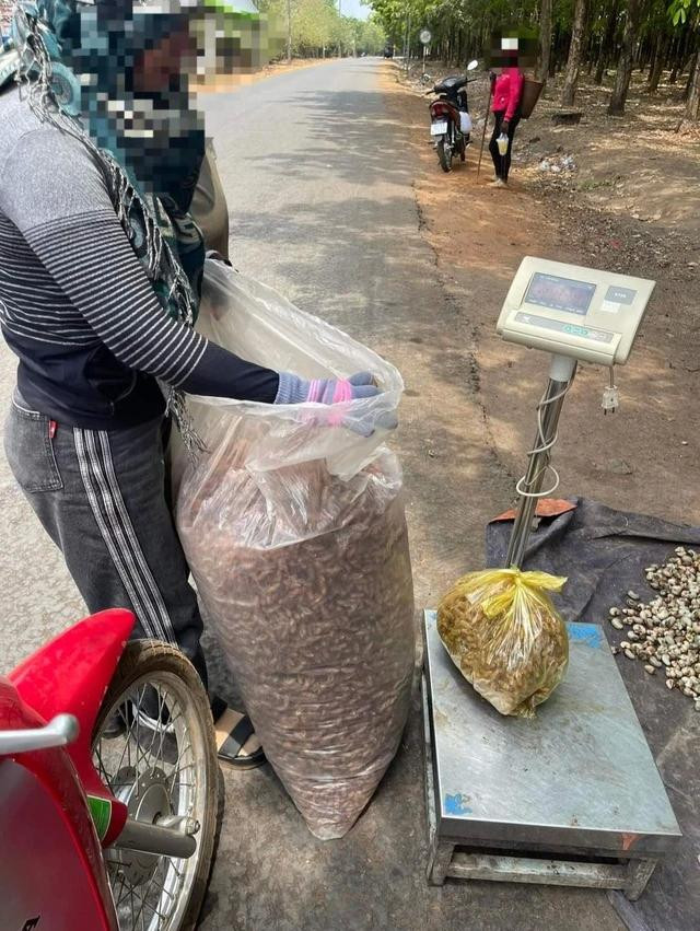Các thương lái không ngần ngại đến tận nơi thu mua nếu có hàng. Ảnh: TRANG ANH Các thương lái không ngần ngại đến tận nơi thu mua nếu có hàng. Ảnh: TRANG ANH