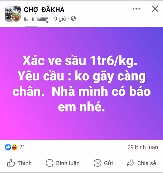 Thương lái tìm mua xác ve sầu với giá cao. CHỤP MÀN HÌNH