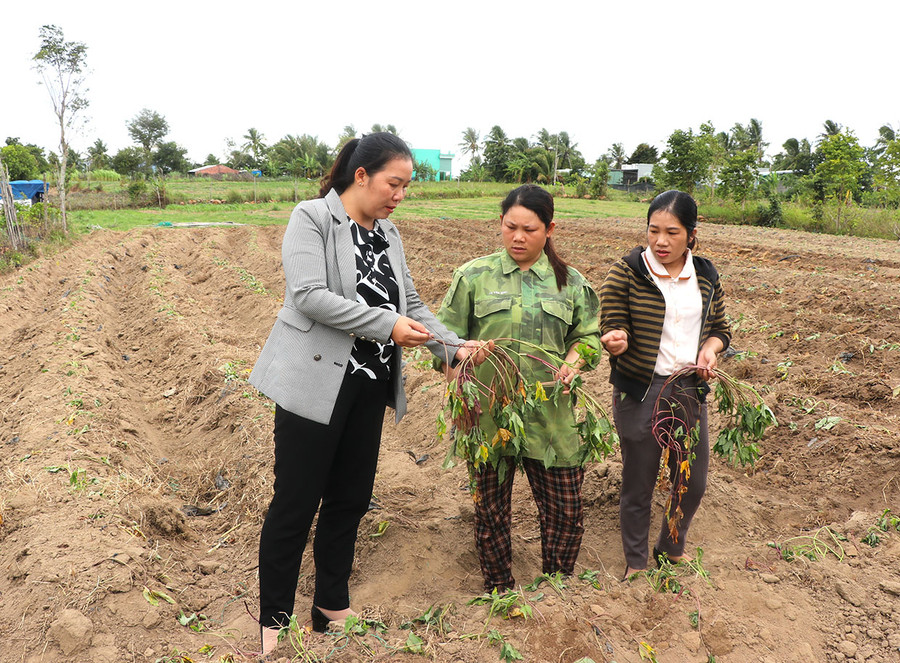 Cán bộ Hội Nông dân phường An Phước hướng dẫn hội viên kỹ thuật trồng, chăm sóc cây khoai lang Lệ Cần. Ảnh: N.M