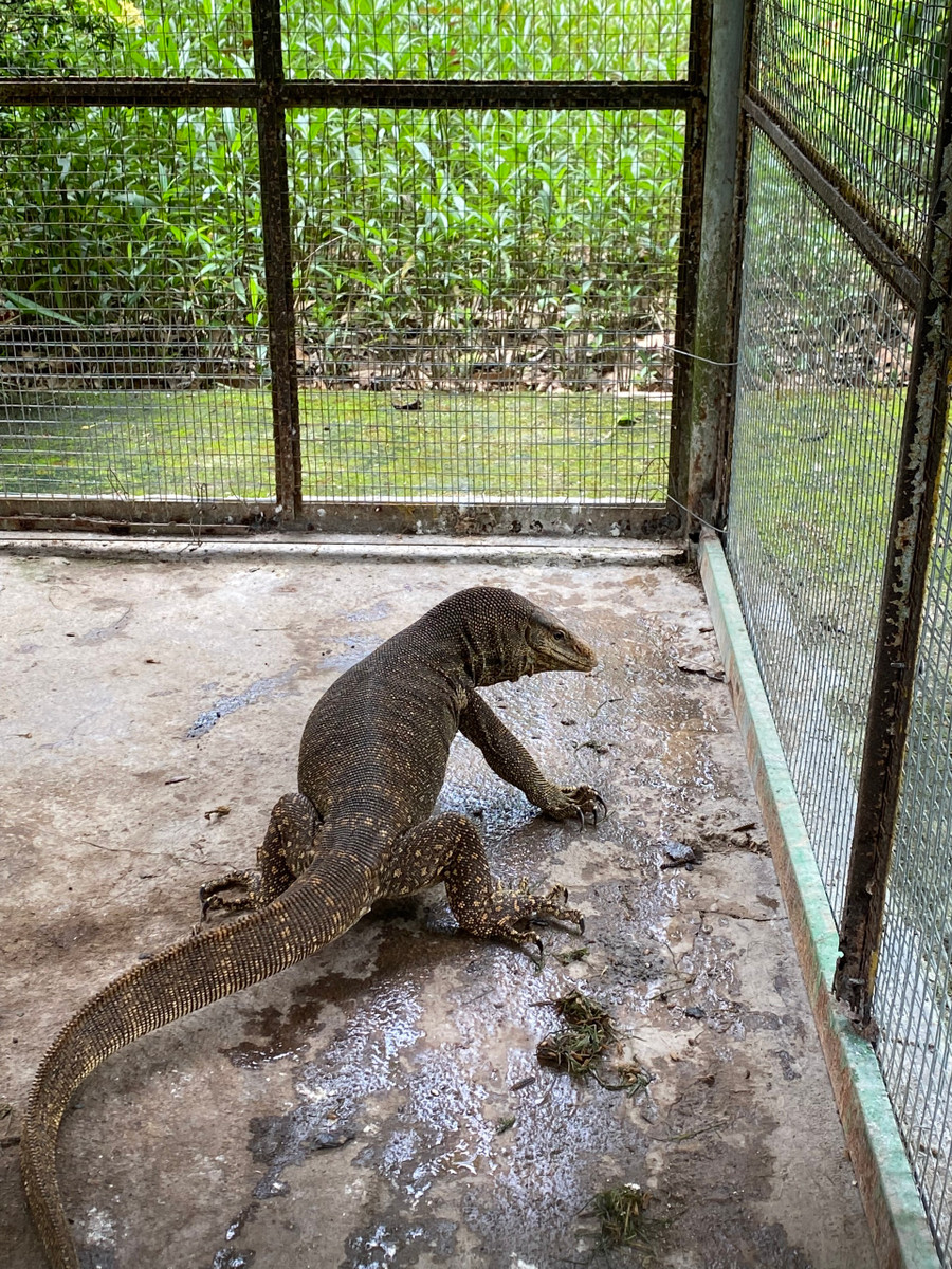 Con kỳ đà vân xuất hiện tại khu du lịch sinh thái. Ảnh: Trần Ngọc