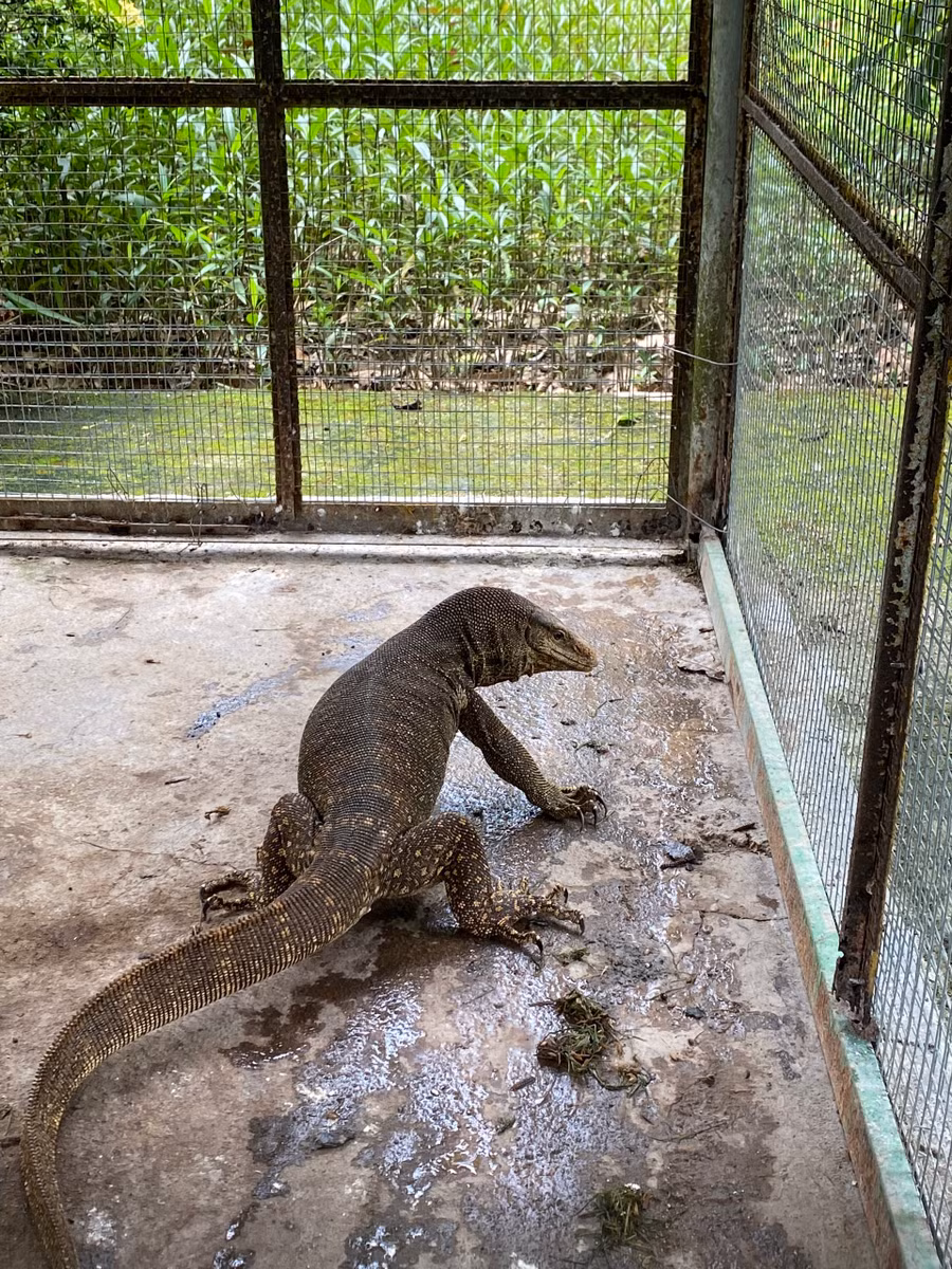 Con kỳ đà vân xuất hiện tại khu du lịch sinh thái. Ảnh: Trần Ngọc