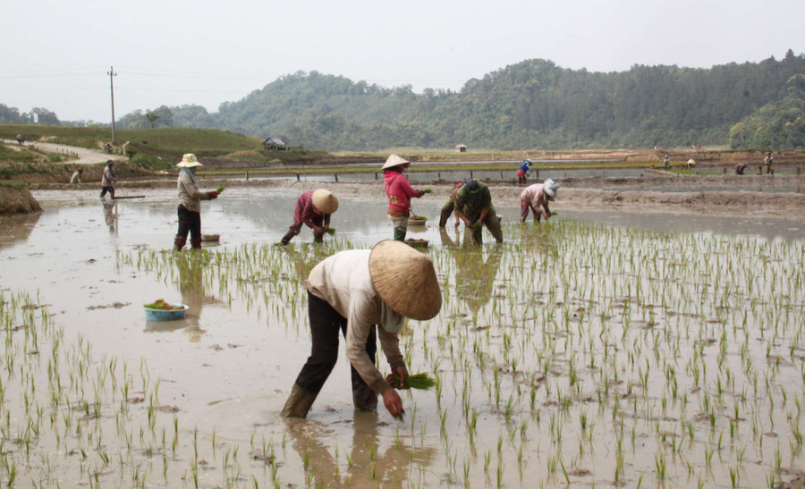 Mùa cấy lúa gạo đỏ. Ảnh: TN Mùa cấy lúa gạo đỏ. Ảnh: TN