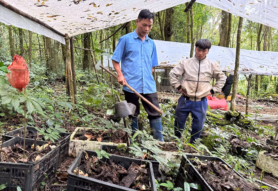 Cán bộ địa chính, nông nghiệp xã Ngọc Lây (trái) và A Ka - con trai anh A Thún đếm, thống kê cây có hình thù giống sâm Ngọc Linh. Ảnh: VT