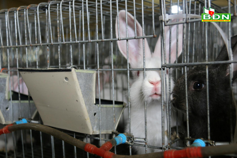 Mô hình nuôi thỏ đã mở ra hướng lựa chọn mới trong chăn nuôi cho người dân. Mô hình nuôi thỏ đã mở ra hướng lựa chọn mới trong chăn nuôi cho người dân.
