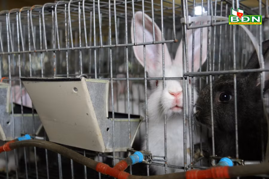 Mô hình nuôi thỏ đã mở ra hướng lựa chọn mới trong chăn nuôi cho người dân.