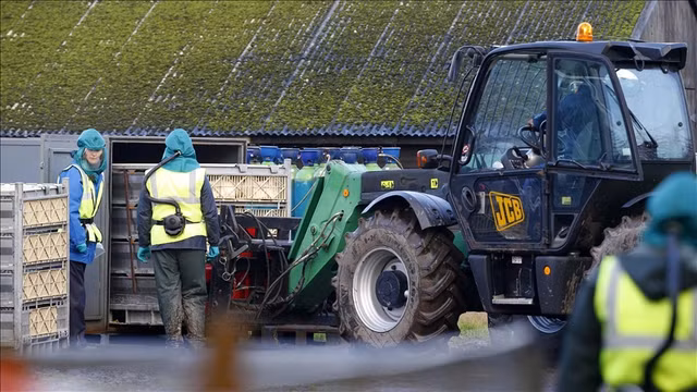 Một trang trại nuôi thú lấy lông ở Phần Lan Ảnh: ANADOLU