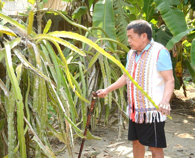 ... và chăm sóc vườn cây ăn trái. Ảnh: Lê Quang Hồi ... và chăm sóc vườn cây ăn trái. Ảnh: Lê Quang Hồi