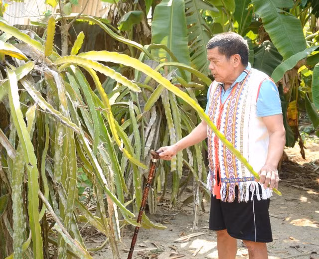 ... và chăm sóc vườn cây ăn trái. Ảnh: Lê Quang Hồi