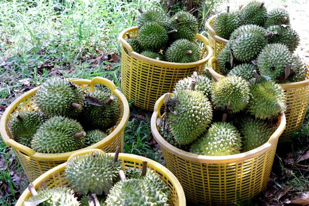 Thu hoạch sầu riêng. (Nguồn: TTXVN) Thu hoạch sầu riêng. (Nguồn: TTXVN)