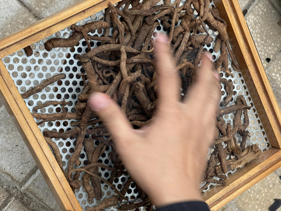 Rễ cây bồ công anh sau khi phơi khô. Ảnh NVCC