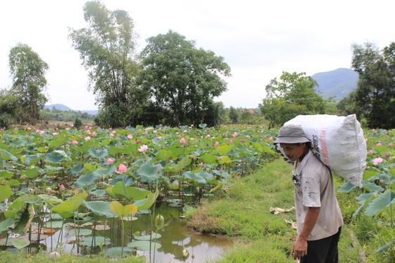 Người dân thu hoạch sen ở đồng sen Trà Lý Người dân thu hoạch sen ở đồng sen Trà Lý