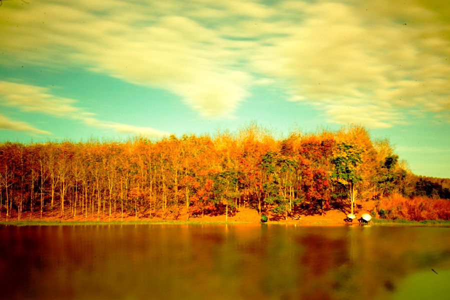 Rừng cao su lá vàng in bóng lung linh xuống lòng hồ.