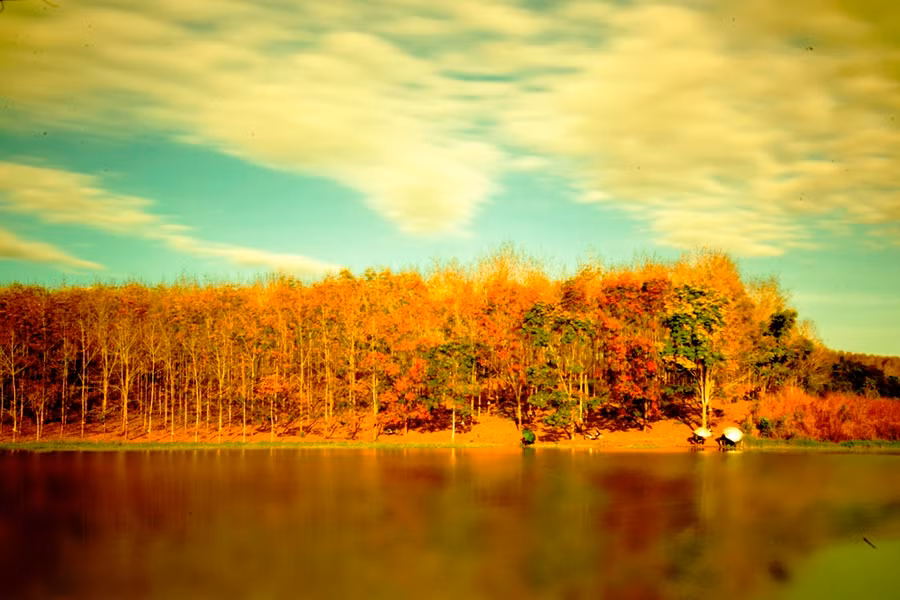 Rừng cao su lá vàng in bóng lung linh xuống lòng hồ.