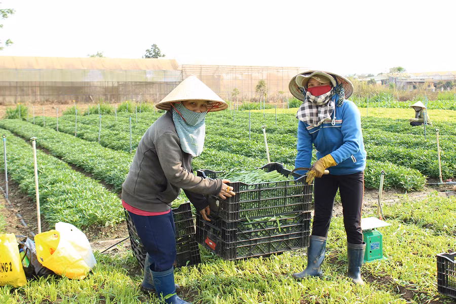 Các chuỗi liên kết sản xuất rau, củ trên địa bàn tỉnh thiếu bền vững, người dân đa số mạnh ai nấy làm. Ảnh: Quang Tấn