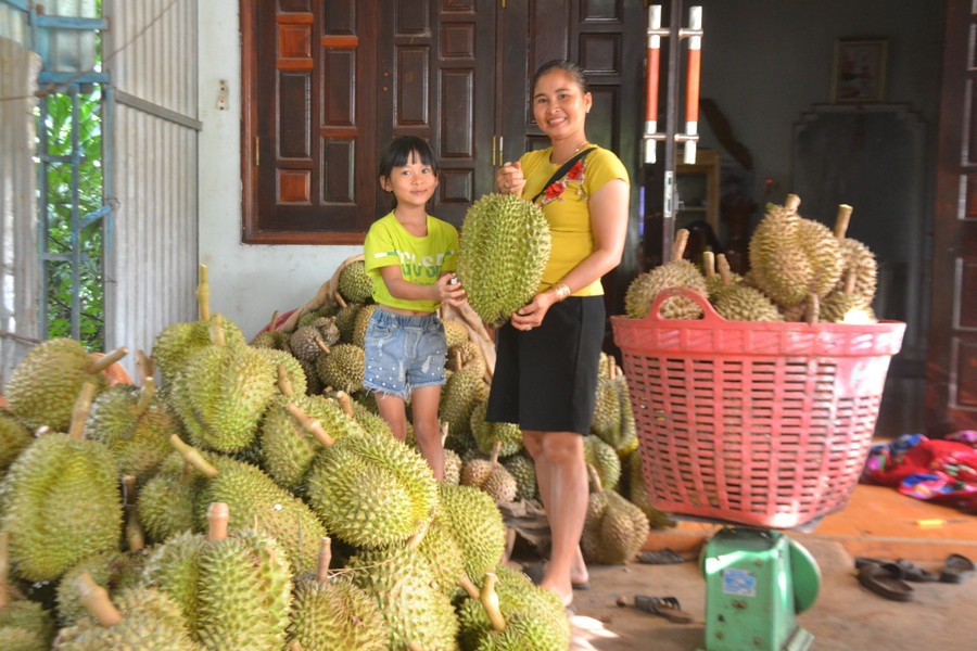 Bà Lê Thị Thơm-Chủ vựa sầu riêng Thơm Lê, thành viên Tổ liên kết trồng sầu riêng sạch thôn Đại An 2 bán sầu riêng tại nhà vườn. Ảnh: Hoàng Cư