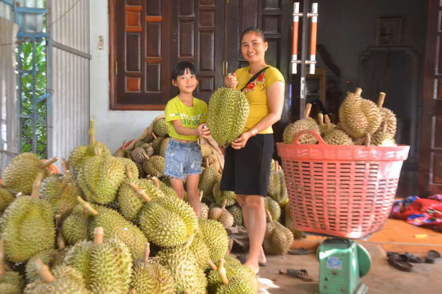 Bà Lê Thị Thơm-Chủ vựa sầu riêng Thơm Lê, thành viên Tổ liên kết trồng sầu riêng sạch thôn Đại An 2 bán sầu riêng tại nhà vườn. Ảnh: Hoàng Cư