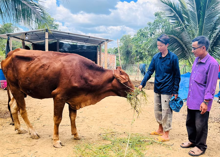 Nhờ tiếp cận với nguồn vốn vay và hỗ trợ, gia đình chị Nguyễn Thị Quơ đã phát triển mô hình chăn nuôi bò. Ảnh: H.P