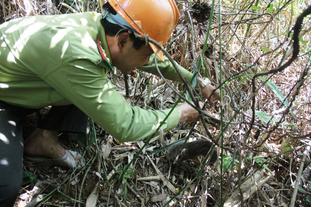 Sau khi được giải cứu, một con thú rừng được thả về rừng tự nhiên. Ảnh: MẠNH CƯỜNG