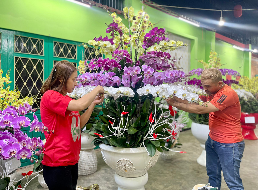 Lan hồ điệp có nhiều loại với màu sắc đa dạng để khách hàng lựa chọn trong dịp Tết Nguyên đán. Ảnh: V.T Lan hồ điệp có nhiều loại với màu sắc đa dạng để khách hàng lựa chọn trong dịp Tết Nguyên đán. Ảnh: V.T