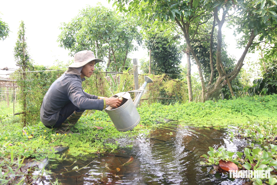Ông nông dân ‘trồng cây xanh để đời con cháu được hít thở không khí trong lành’ - Ảnh 6. Vườn rau xanh mướt. Ảnh: XUÂN LÂM