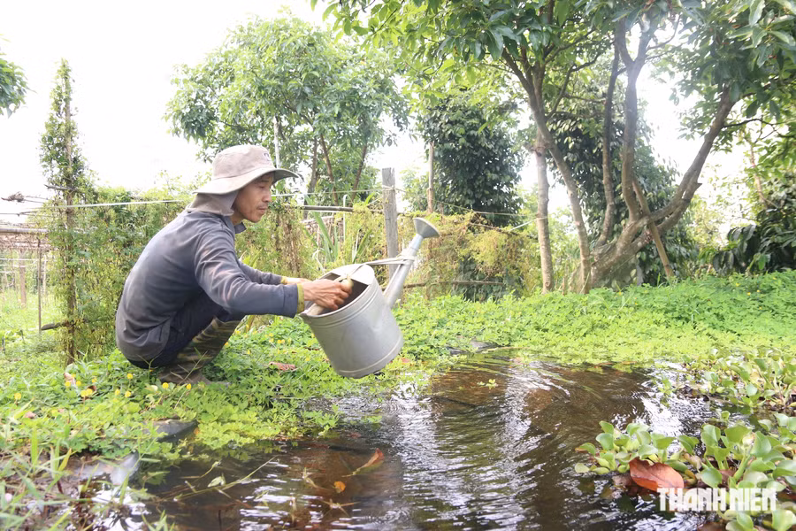 Vườn rau xanh mướt. Ảnh: XUÂN LÂM