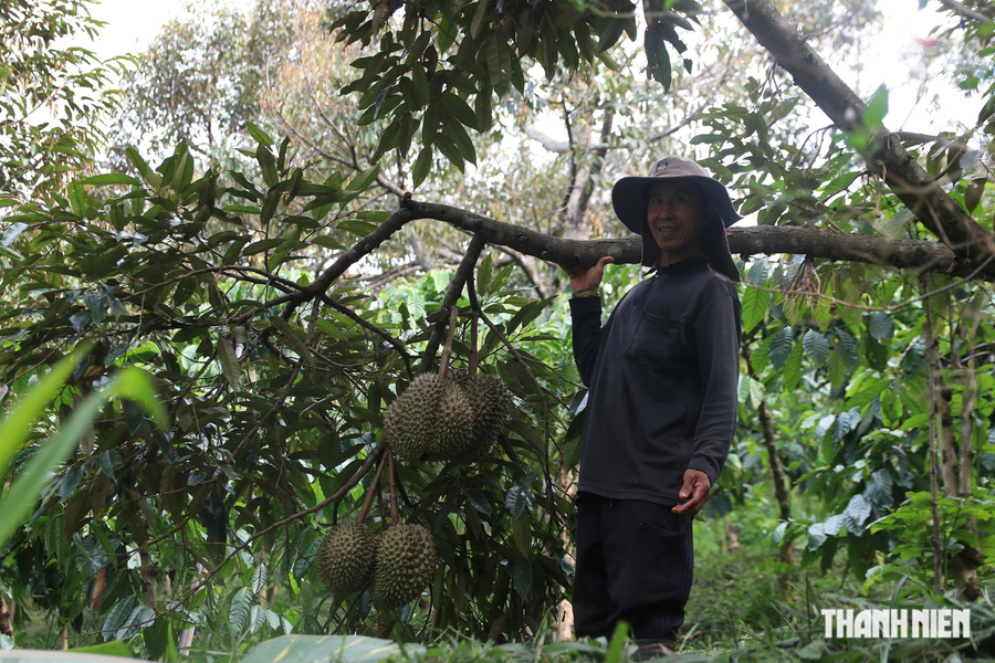 Ông nông dân ‘trồng cây xanh để đời con cháu được hít thở không khí trong lành’ - Ảnh 3. Tuy không cần chăm bón hay sử dụng phân thuốc hóa học, sầu riêng trong vườn vẫn sai quả. Ảnh: XUÂN LÂM