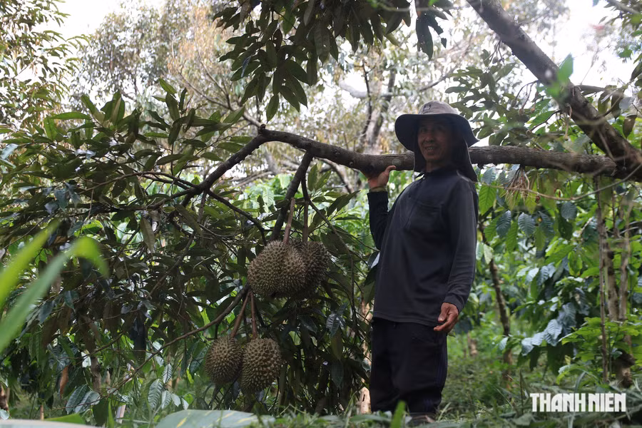Tuy không cần chăm bón hay sử dụng phân thuốc hóa học, sầu riêng trong vườn vẫn sai quả. Ảnh: XUÂN LÂM