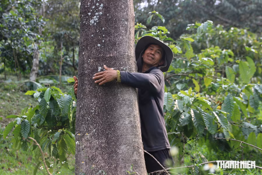 Cây rừng trong khu vườn của ông Phạm Văn Thi. Ảnh: XUÂN LÂM
