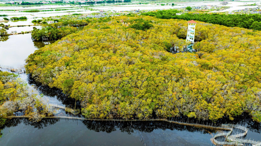 Từ trên cao, du khách sẽ ngắm trọn vẹn cánh rừng ngập mặn đang thay lá và hệ thống đầm phá rộng lớn.ẢNH: ĐÌNH HOÀNG Từ trên cao, du khách sẽ ngắm trọn vẹn cánh rừng ngập mặn đang thay lá và hệ thống đầm phá rộng lớn.ẢNH: ĐÌNH HOÀNG