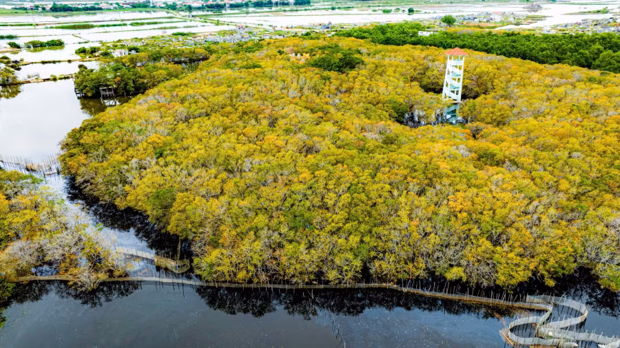 Từ trên cao, du khách sẽ ngắm trọn vẹn cánh rừng ngập mặn đang thay lá và hệ thống đầm phá rộng lớn.ẢNH: ĐÌNH HOÀNG