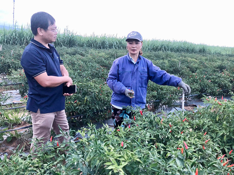 Mô hình trồng ớt được chị Nguyễn Thị Phương (thôn 3, xã Đak Hlơ, huyện Kbang) chuyển đổi trên diện tích mía kém hiệu quả. Ảnh: L.N Mô hình trồng ớt được chị Nguyễn Thị Phương (thôn 3, xã Đak Hlơ, huyện Kbang) chuyển đổi trên diện tích mía kém hiệu quả. Ảnh: L.N