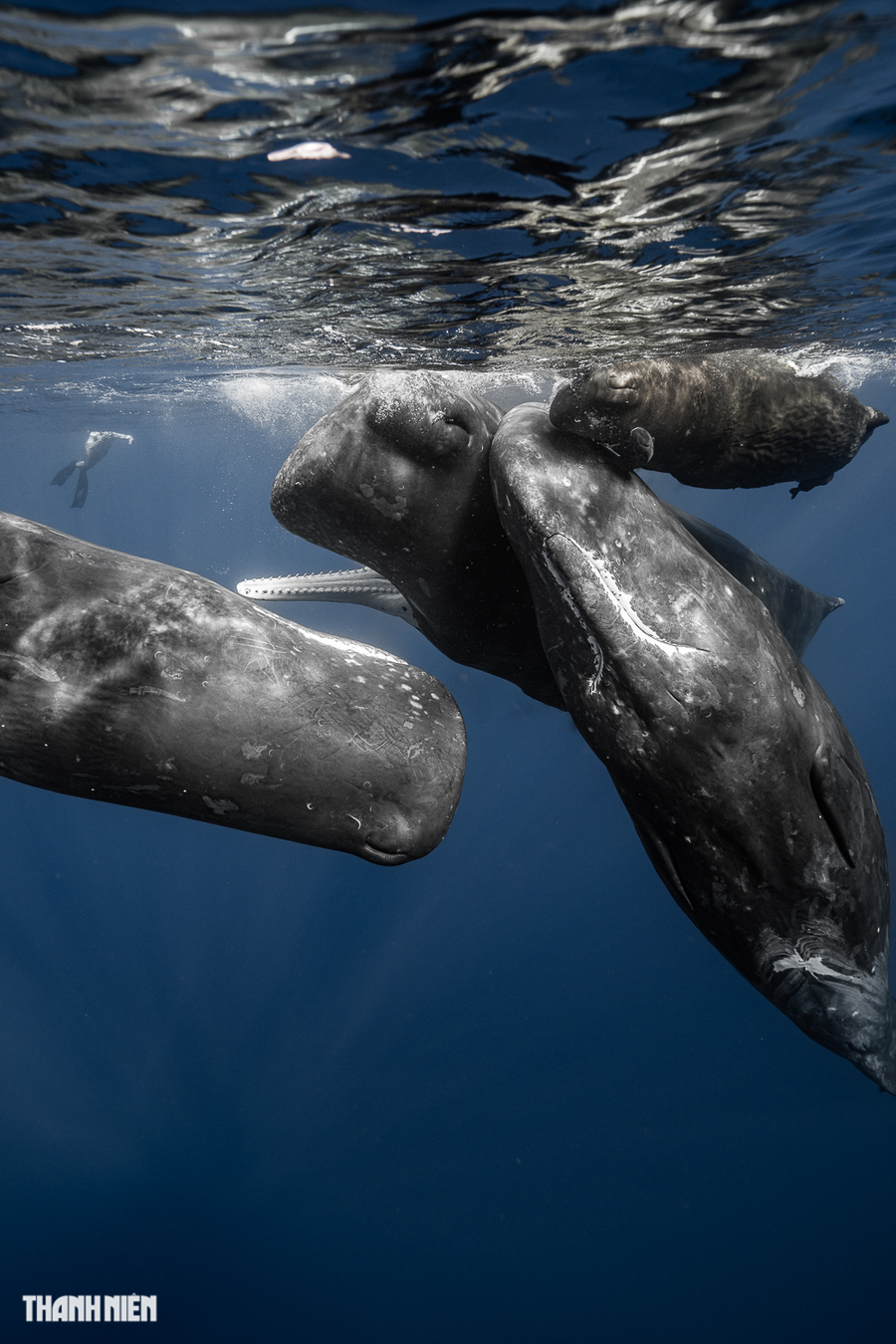 Một số thống kê ấn tượng về cá nhà táng như chúng có phần đầu lớn nhất thế giới, đầu của chúng chiếm 25 - 35% tổng chiều dài cơ thể; não nặng tới 8kg; tim có thể nặng tới 125kg. Ảnh: Nguyễn Ngọc Thiện Một số thống kê ấn tượng về cá nhà táng như chúng có phần đầu lớn nhất thế giới, đầu của chúng chiếm 25 - 35% tổng chiều dài cơ thể; não nặng tới 8kg; tim có thể nặng tới 125kg. Ảnh: Nguyễn Ngọc Thiện